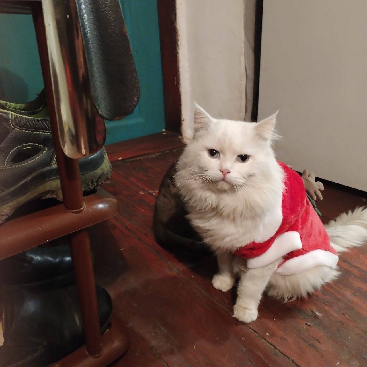 Пропал белый кот, возле церкви