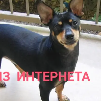 Найден метис той терьера, Кировский район