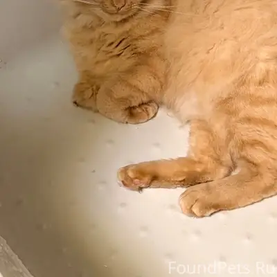 Пропал рыжий кот без лапы и хвоста, Карга