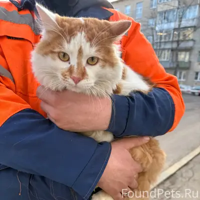 Найден домашний кот, Подрезково