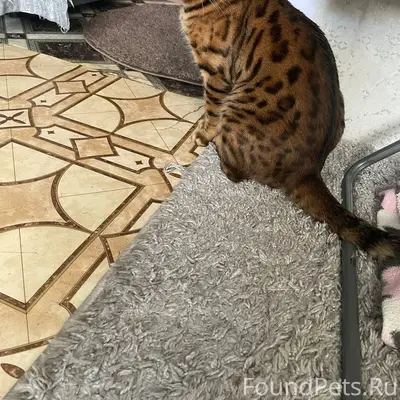 Пропал бенгал, Набережная Леонова 42