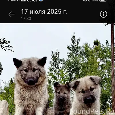 Пропала собака Юта, Долгощелье