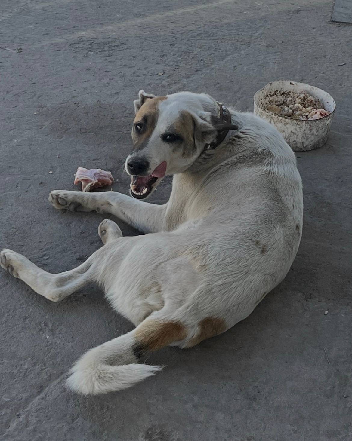 Пропал пёс Филя-Фингал