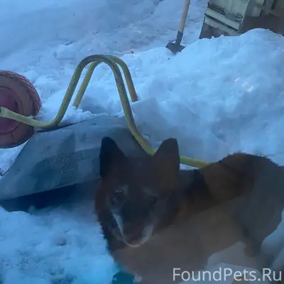 Пропал пес Малыш, Заречная часть Ардатова