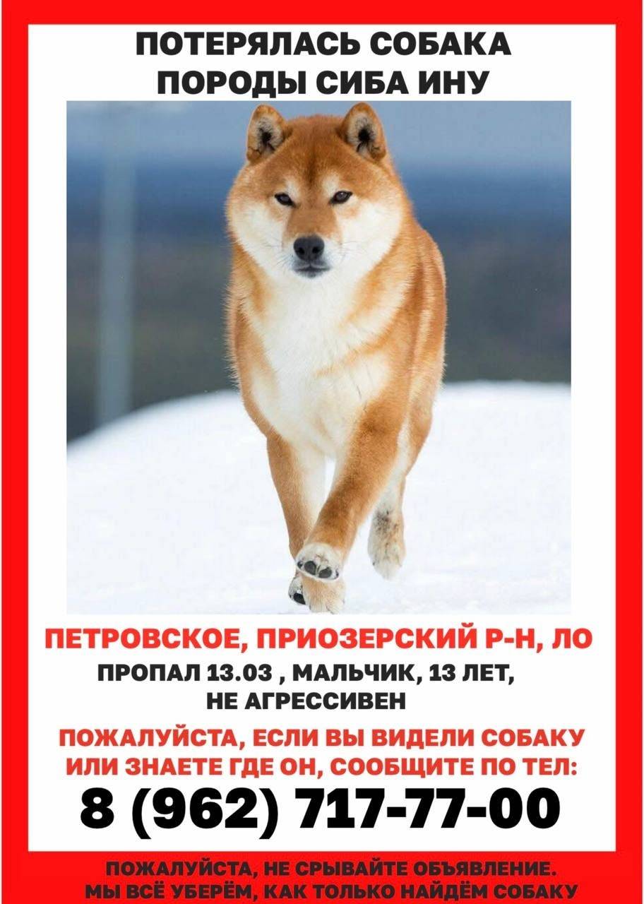 Пропал сиба ину Йоши, Приозерский район