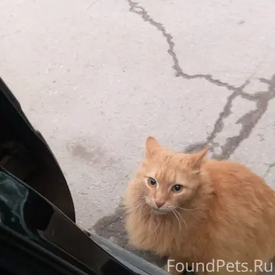 Найден рыжий кот, Волгоград, П. Рабочий