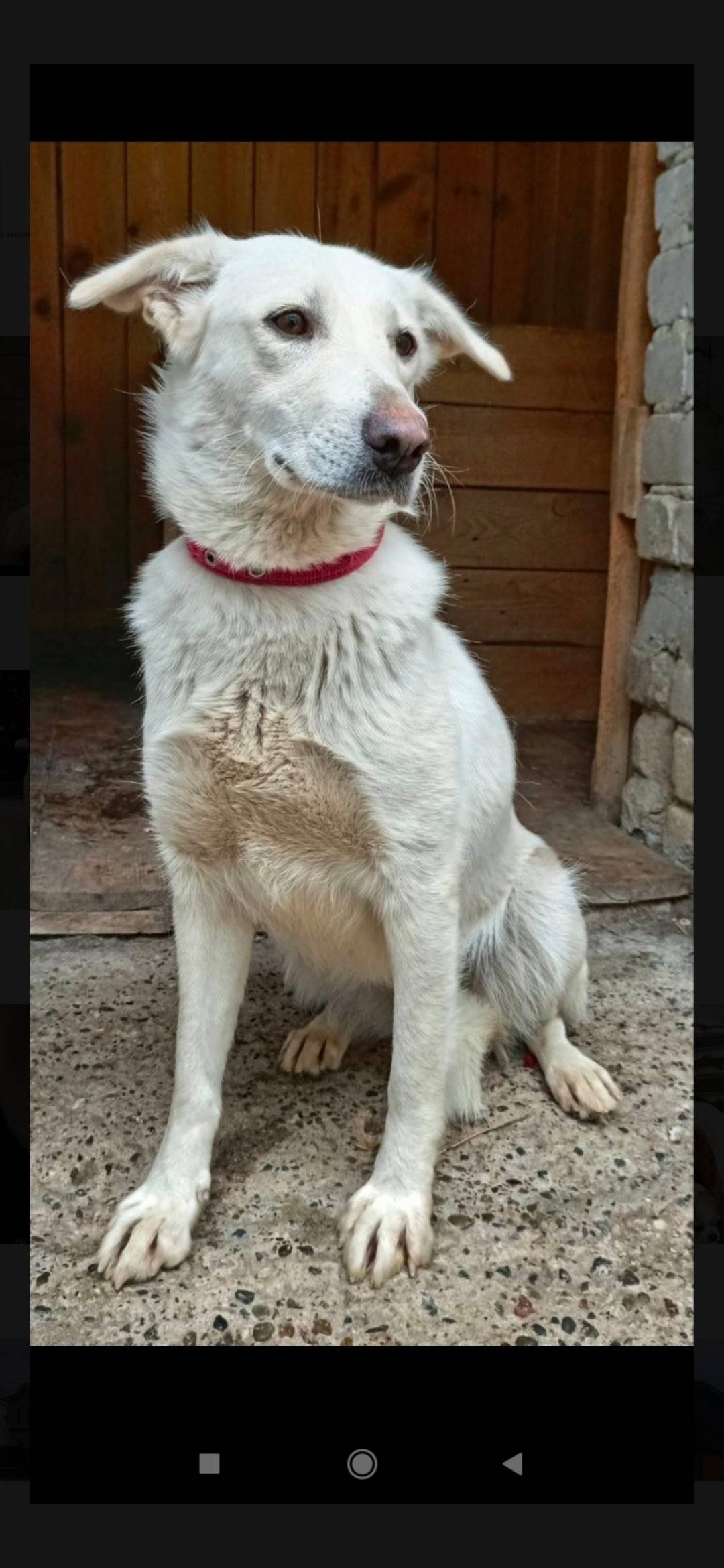 Пропала собака Маша - Маруся, Верхняя терраса