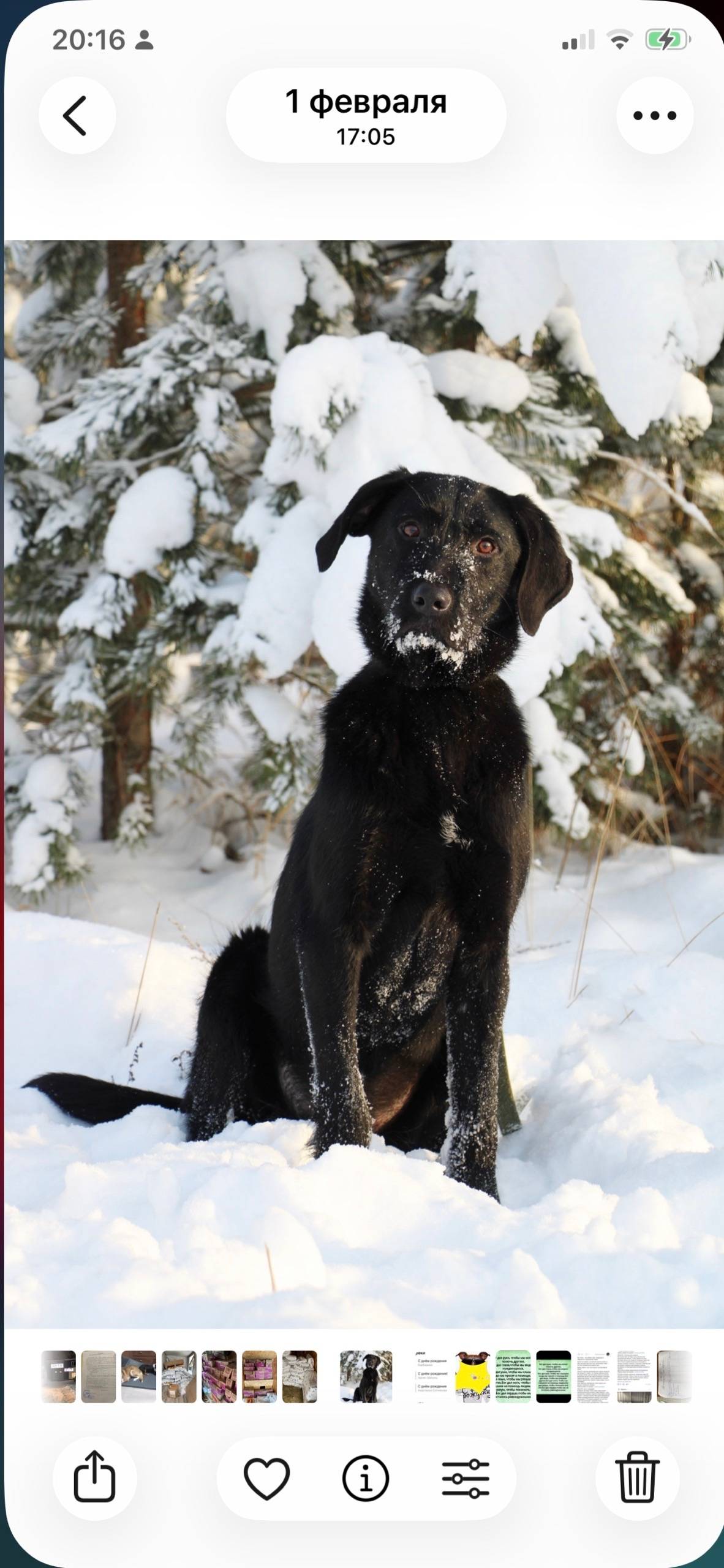 Пропали собаки Мах и Альфа, Кармановский посёлок