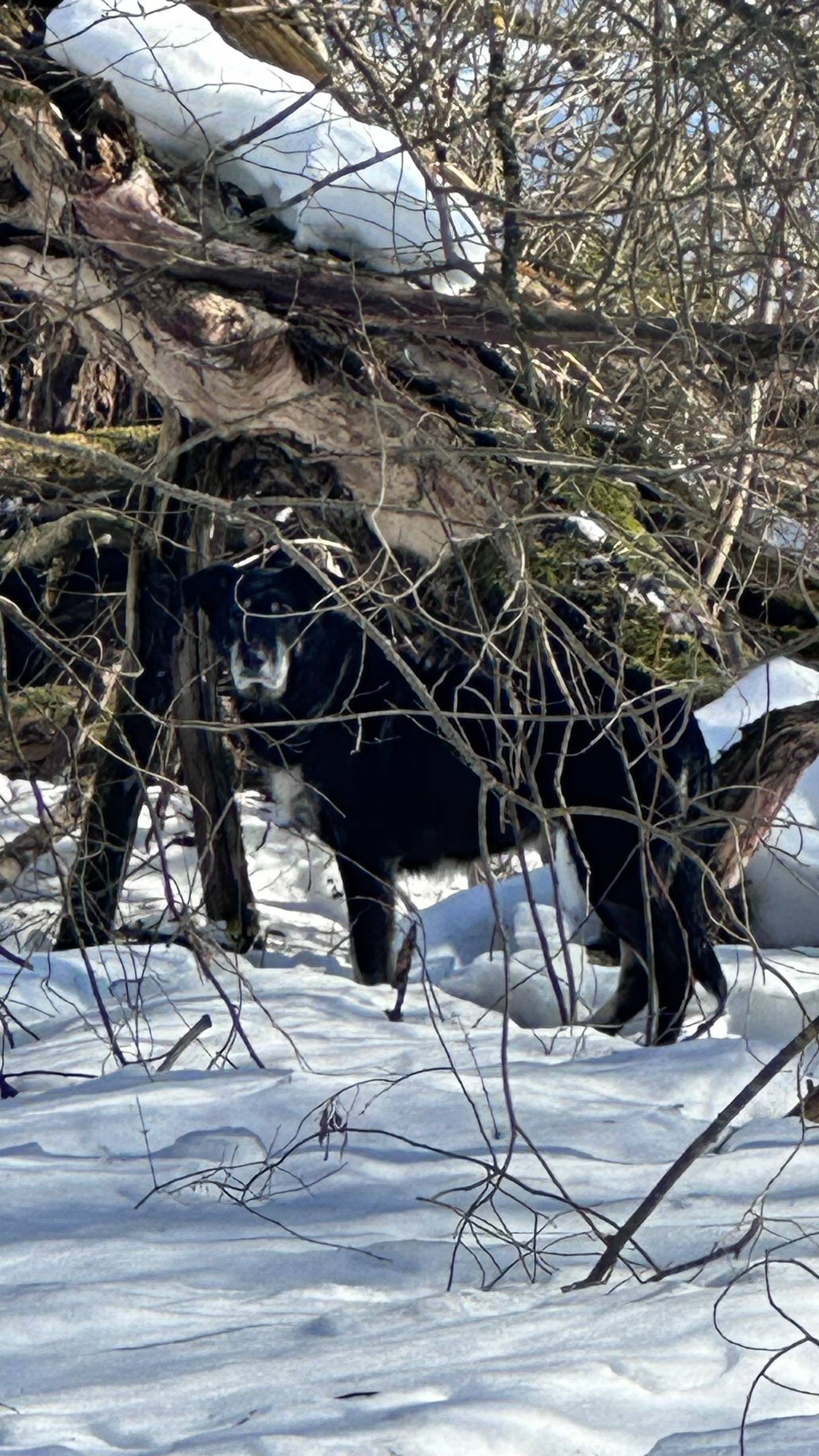 Пропала собака, чёрная, Кстово