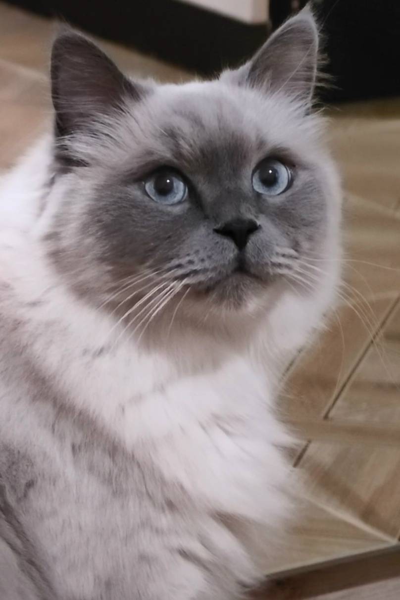 Пропал кот Бусик, район почты на Красной