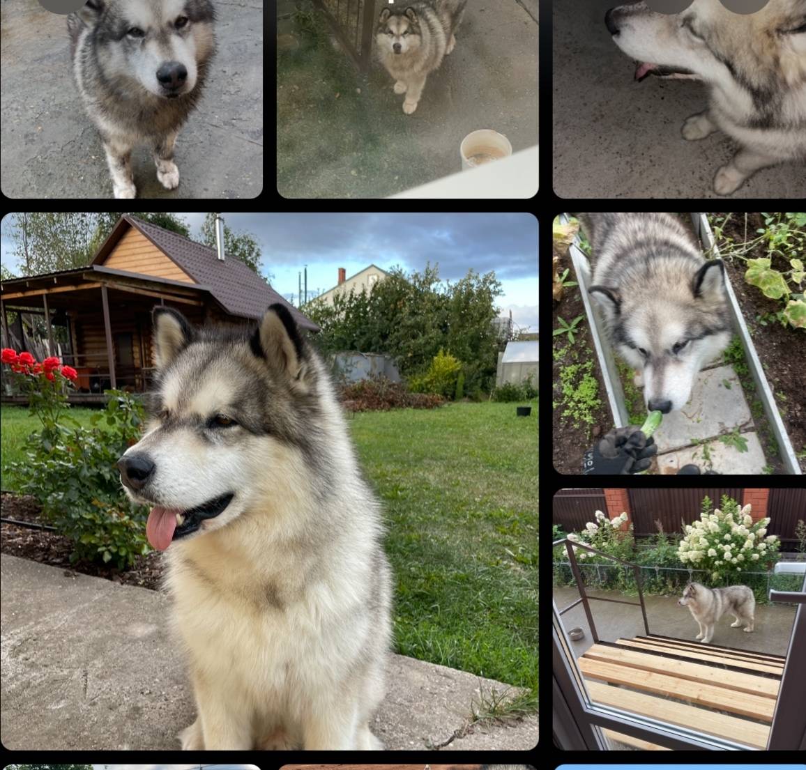 Пропала собака,