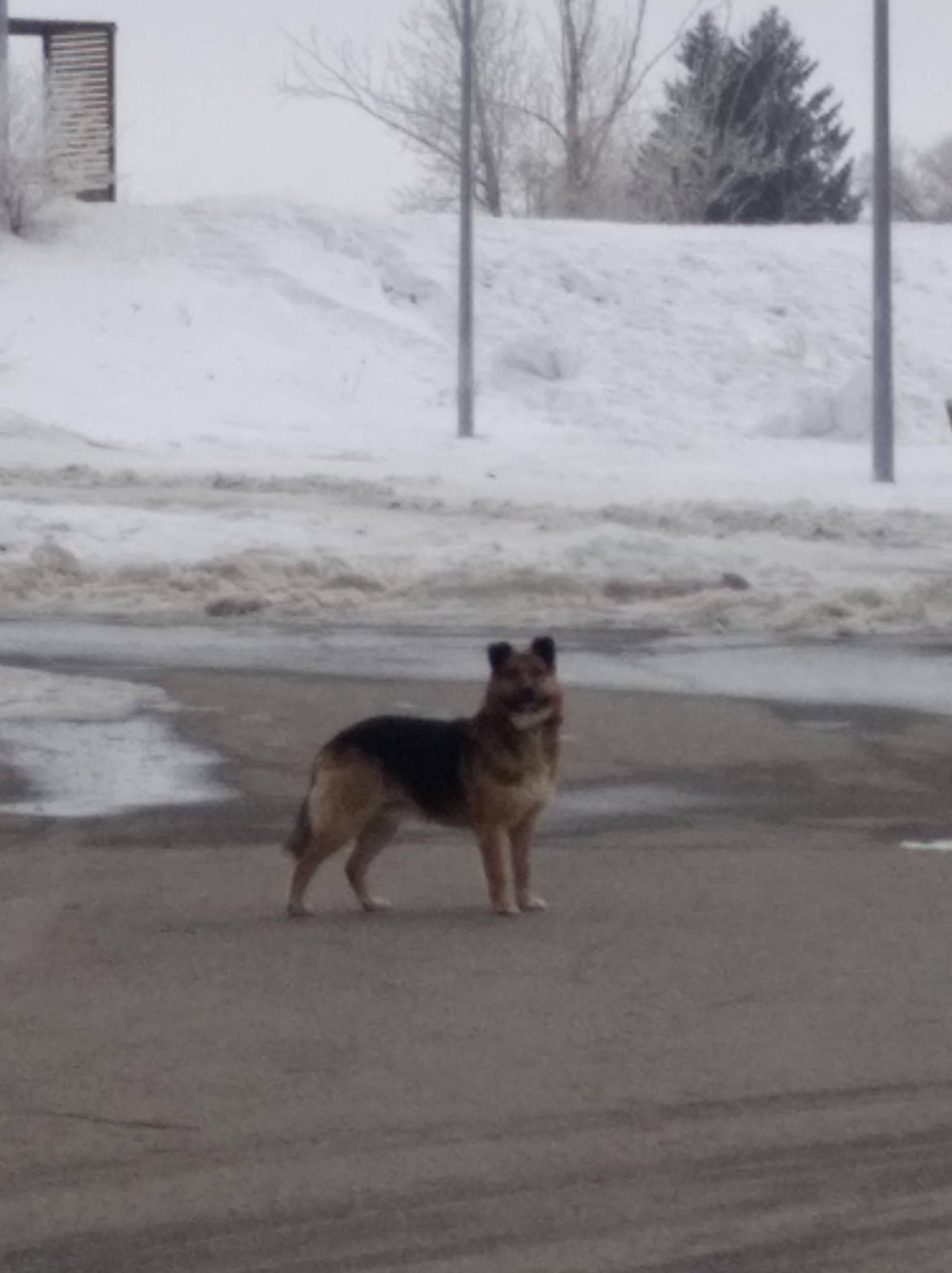 Найден пёс с ошейником и чистокровная овчарка, Шевелевка