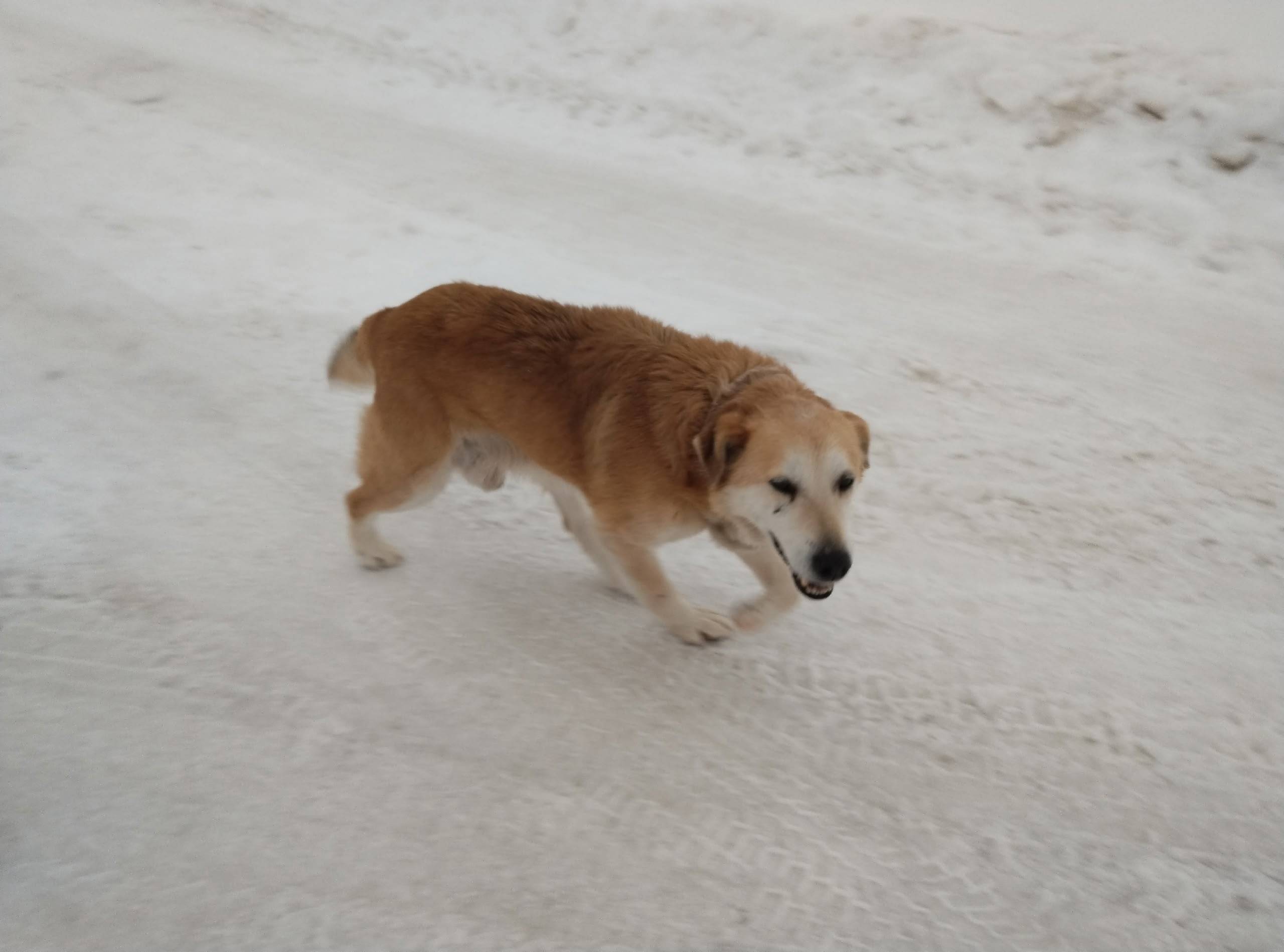 Пропал щенок Малыш