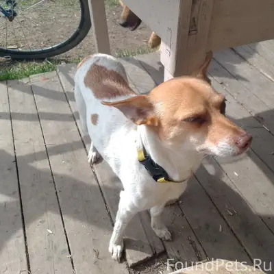 Пропала собака