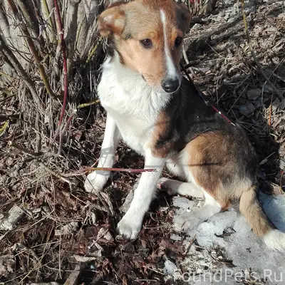 Пропала собака Дуся, Новый городок