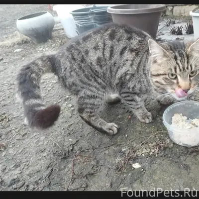 Пропал кот, видели на ул. Ворошилова