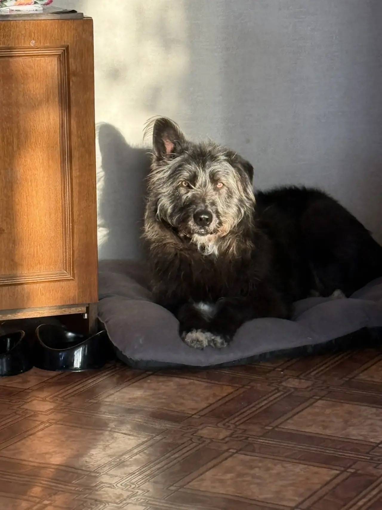 Пропала собака Ася, Липецк, Новолипецк