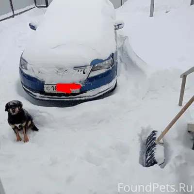 Пропала собака Жулька, район Радужного