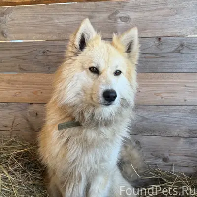 Пропал пёс Куба, Переславль