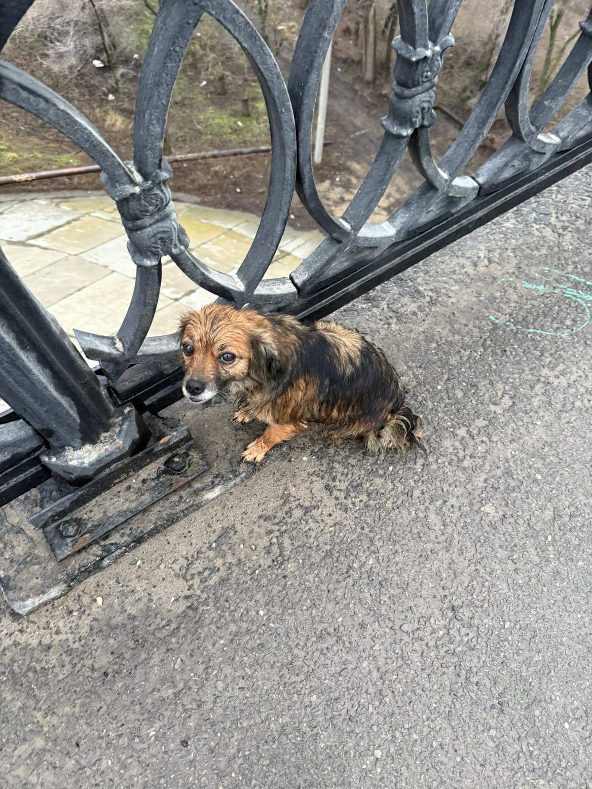 Пропала собака, Красноармейский район