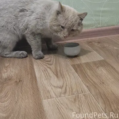 Найден кот, Кристальная ул.