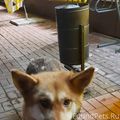 Пропала собака, 