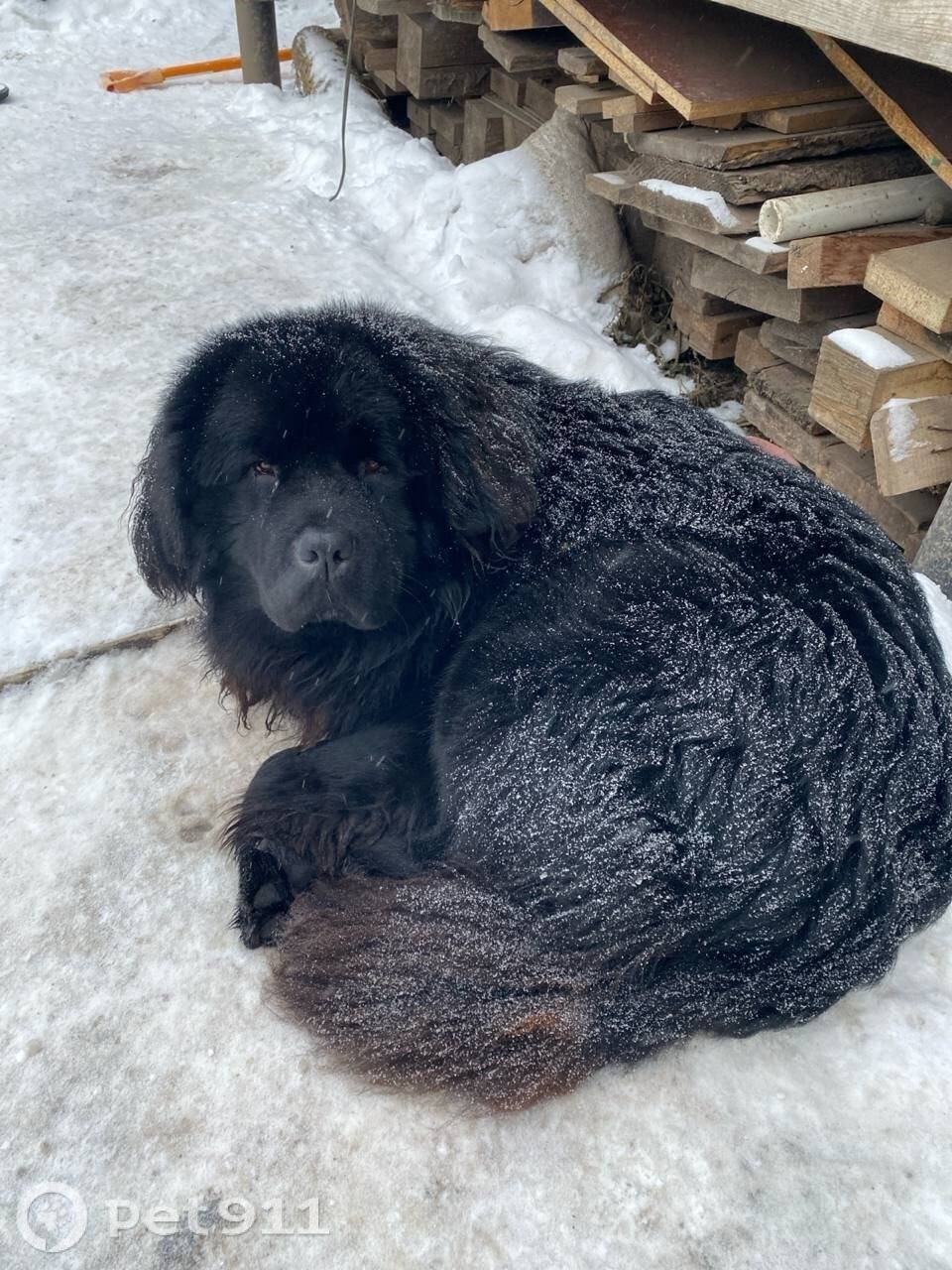 Пропал пёс Пряник, Заречье