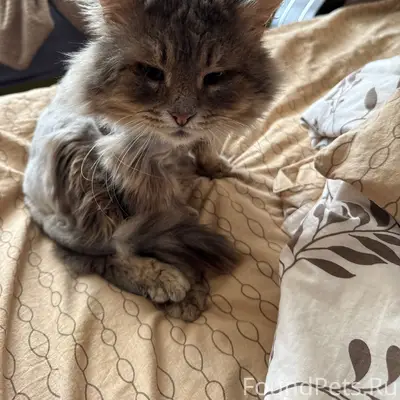 Пропал кот Кеша, г. Воскресенск