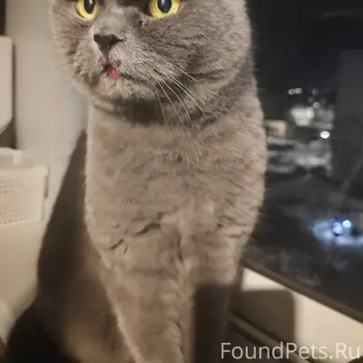 Найден кот, Рязань, ул. Интернациональная