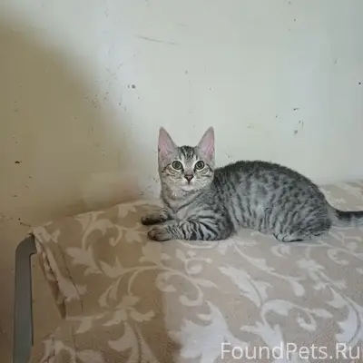 Найден котёнок, ул. Калинина д. 12