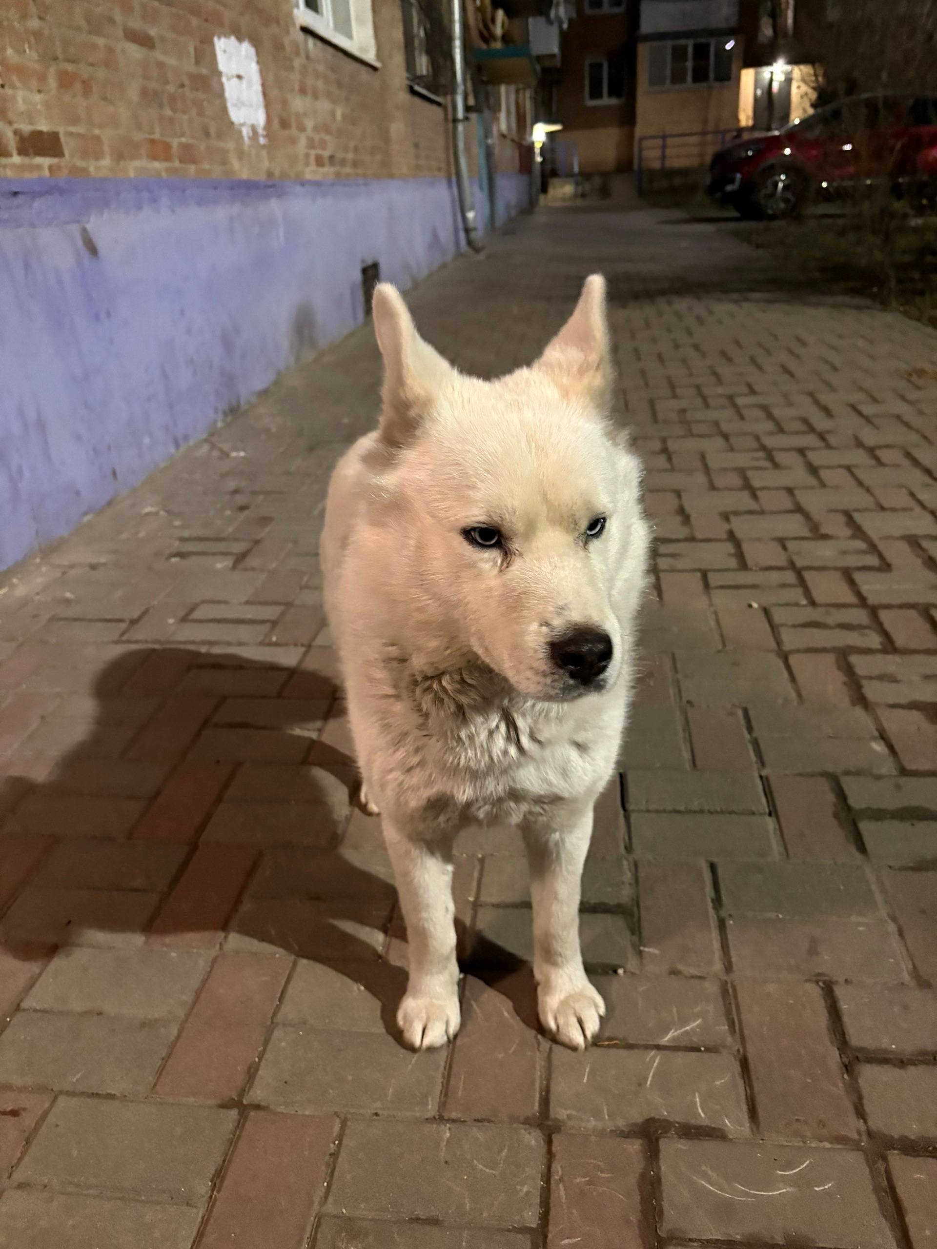 Найден пёс, Оганова 16