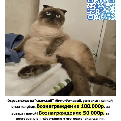 Пропал кот Честер, вознаграждение за возврат