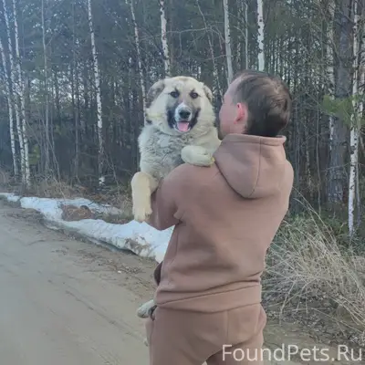 Пропали собаки, чёрный окрас