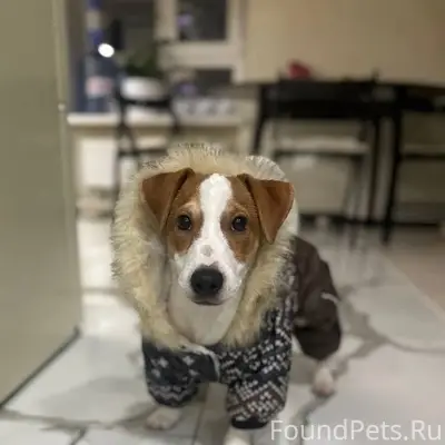 Пропал Джек Рассел Дрейк