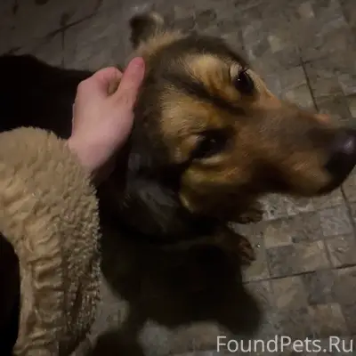 Пропала немецкая овчарка, Богородицк
