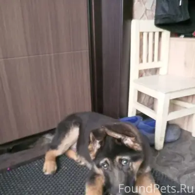 Пропал щенок немецкой овчарки Грей, Гурьевск