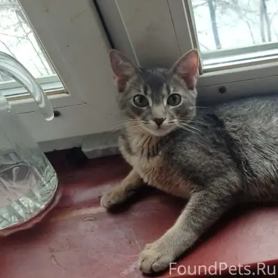 Пропал котёнок, мальчик