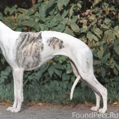 Пропала собака уиппет Соня, Чебоксары