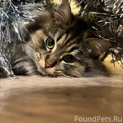 Пропала кошка, Володаровка