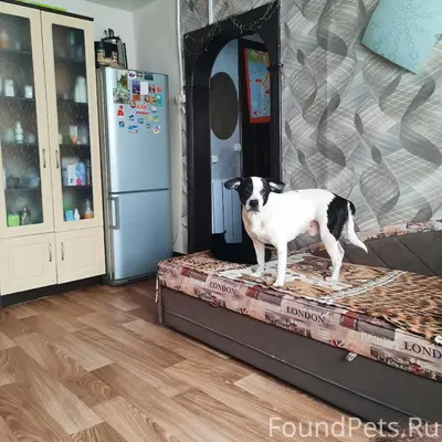 Пропал кобелёк Толстый, район зоопарка