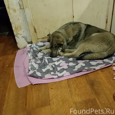 Найден пёс с ошейником, Ильинское шоссе