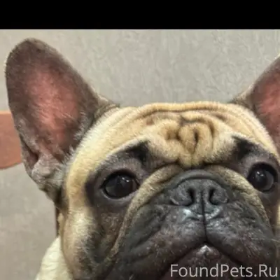 Пропала французский бульдог, район 7 ветров