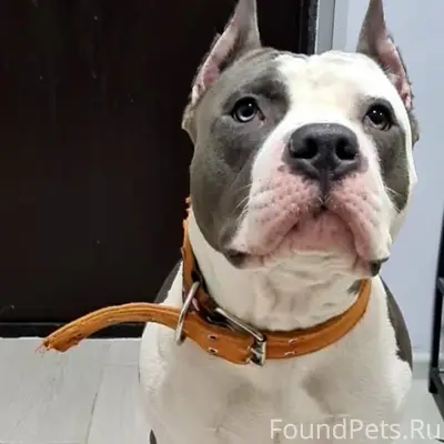 Пропал бело-голубой пёс со шрамом, район 5 поликлиники