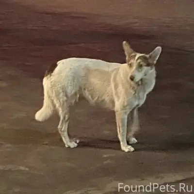 Пропало 3 собаки, с. Курская