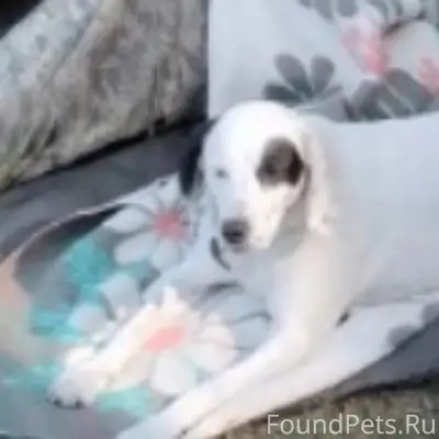 Пропала девочка английский сеттер Леди, Гороховец