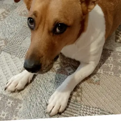 Пропал метис Джек Рассел Винни, Власиха