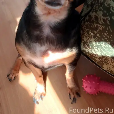 Пропала собака в Южном районе