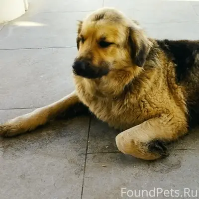 Найден рыжий пёс, Обнинск