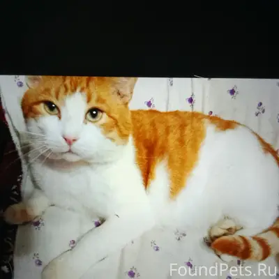 Пропал кот Рыжик, район Гончарова 9