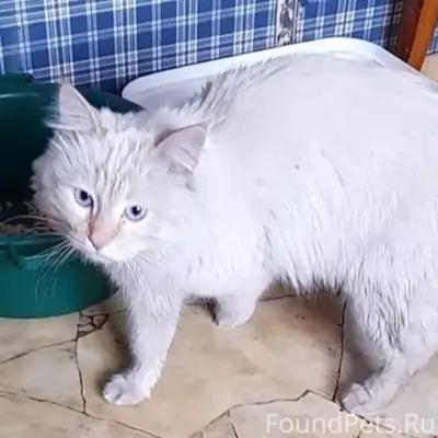 Найден кот, похож на турецкую ангору, Алматы
